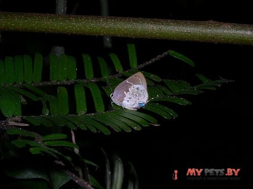 Olynthus avoca