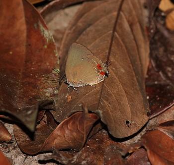 Olynthus essus