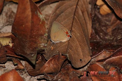 Olynthus essus