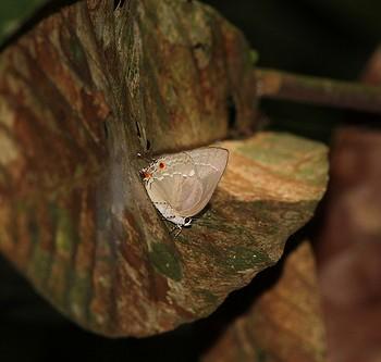 Strephonota malvania