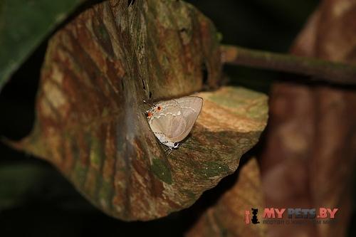 Strephonota malvania
