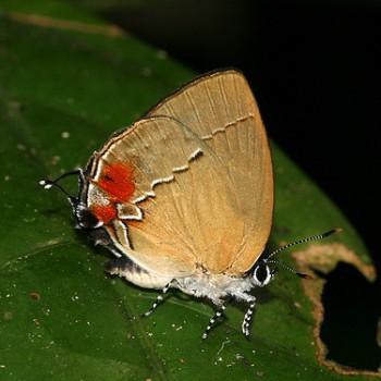 Theclopsis lydus