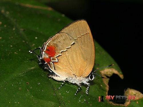 Theclopsis lydus