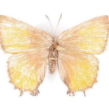 Incisalia irus