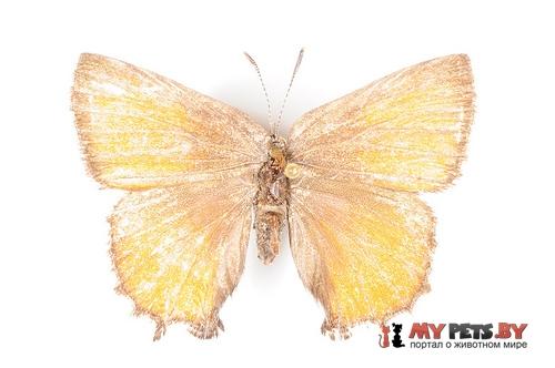 Incisalia irus