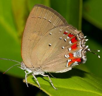 Bistonina mantica