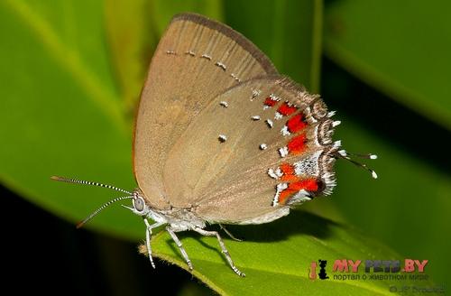 Bistonina mantica