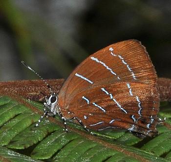 Micandra comae