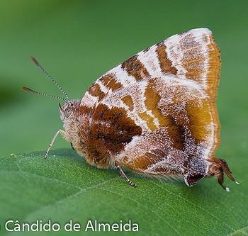 Arawacus dolylas