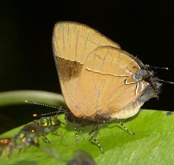 Calycopis wolfii