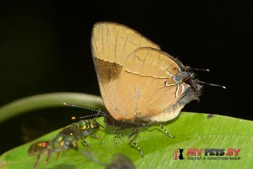 Calycopis wolfii