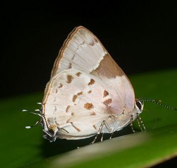 Tmolus cydrara