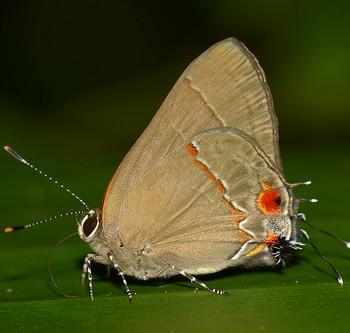 Ziegleria ceromia