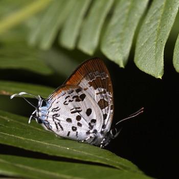 Drupadia estella