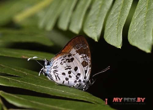 Drupadia estella