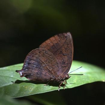 Amblypodia narada