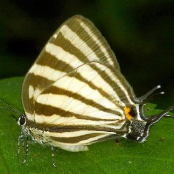 Laothus gibberosa