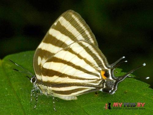 Laothus gibberosa