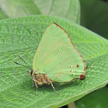 Cyanophrys longula
