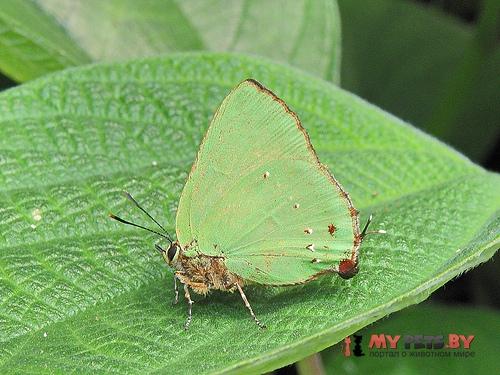 Cyanophrys longula