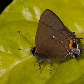 Electrostrymon angelia