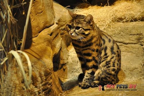 Felis nigripes, Черноногая кошка