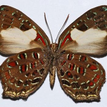 Hypochrysops polycletus