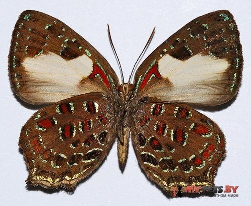 Hypochrysops polycletus