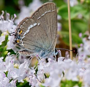 Satyrium abdominalis