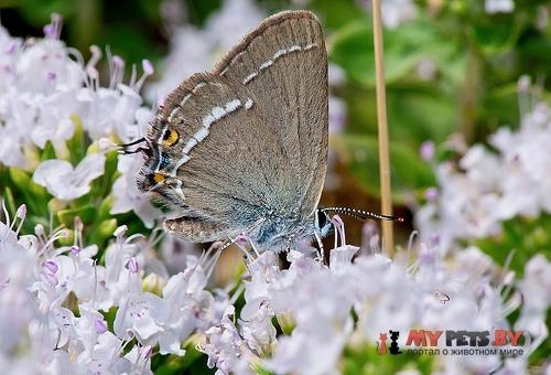 Satyrium abdominalis