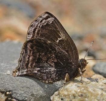 Ocaria elongata