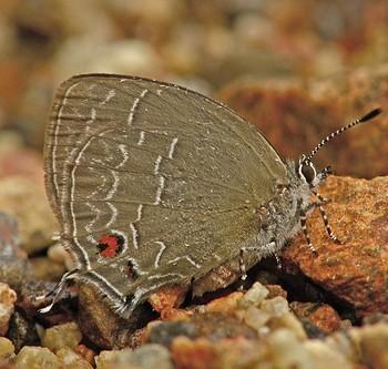 Timaeta trochus