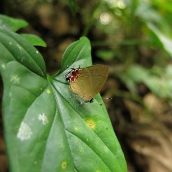 Calycopis pisis