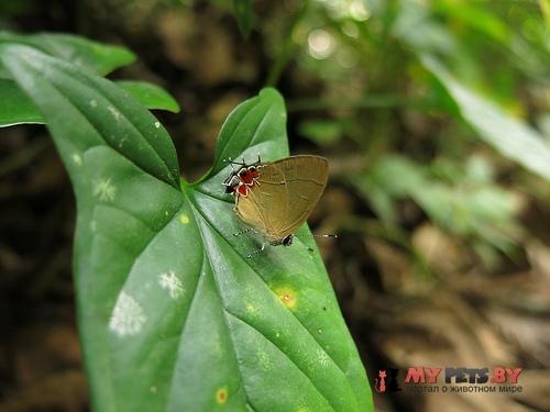 Calycopis pisis