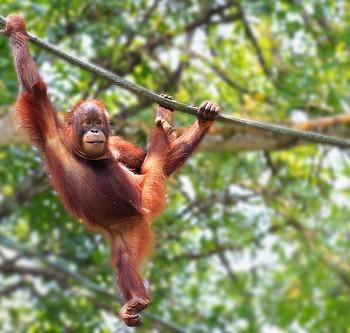 О сознании животных