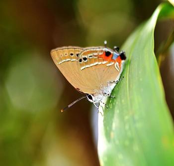 Satyrium tanakai