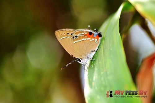 Satyrium tanakai