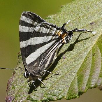 Laothus erybathis