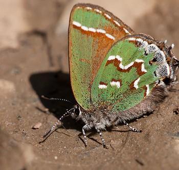 Callophrys gryneus