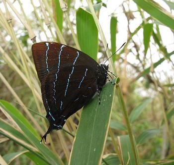Micandra aegides