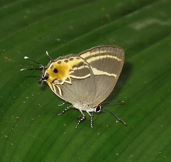 Terenthina terentia