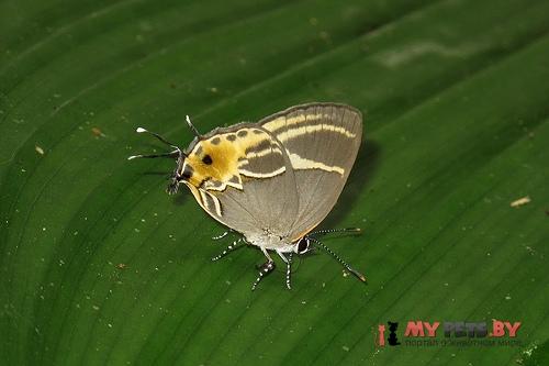 Terenthina terentia