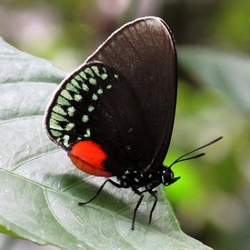Eumaeus toxana