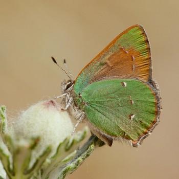 Callophrys perplexa