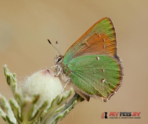 Callophrys perplexa