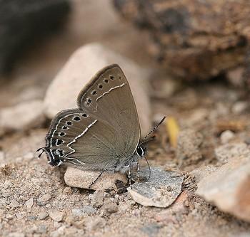 Satyrium oenone