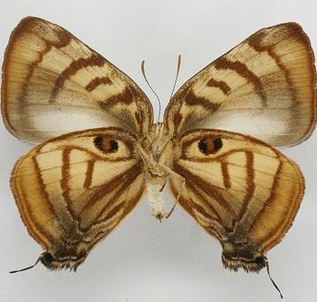 Rekoa meton
