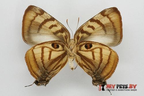Rekoa meton