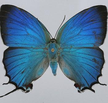 Evenus batesii
