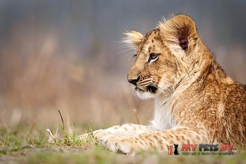 Panthera leo